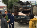 Thanh Hóa: Bắt xe tải chở 32 con lợn lở mồm long móng