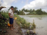 Cà Mau: Mùa dưa hấu Tết của người nông dân chìm trong biển nước