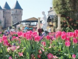 Đón Tết thật phong cách với triệu hoa tulip trên đỉnh Bà Nà