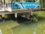 Khách du lịch thích thú với đàn cá hải tượng khủng tại Công viên văn hóa Đầm Sen