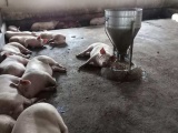 Thừa Thiên-Huế: Phát hiện hàng trăm con lợn bị lở mồm, long móng
