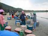 Ngư dân Đà Nẵng trúng đậm mùa ruốc biển đầu năm