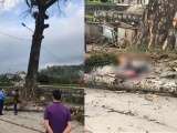 Hà Giang: Nam thanh niên thiệt mạng vì bị cành cây rơi trúng