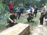 Đắk Lắk: Phát hiện một bãi tập kết gần 15m3 gỗ lậu