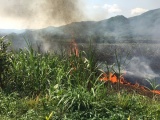 Quảng Ngãi: Cháy lớn thiêu rụi hơn 2ha mía sắp thu hoạch