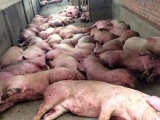 Xuất hiện ổ dịch tả lợn châu Phi tại Thanh Hoá