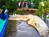 Xác cá voi 20 tấn trôi dạt vào Mũi Cà Mau