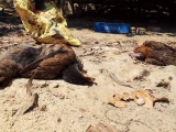 Tiêu hủy hơn 7.000 con gà tại 2 ổ dịch cúm A/H5N6 ở Quảng Nam