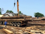 Quảng Nam: Bị gỗ 'khủng' từ xe tải đè trúng, tài xế tử vong