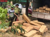 Thừa Thiên-Huế: Bắt giữ xe ô tô chở hàng chục phách gỗ lậu ra Bắc tiêu thụ