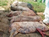 Phát hiện ổ dịch tả lợn châu Phi ở Thừa Thiên Huế