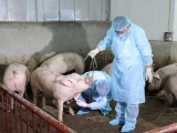 FAO đánh giá khẩn cấp về dịch tả lợn châu Phi ở Việt Nam