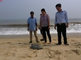 Thừa Thiên - Huế: Thả cá thể rùa quý hiếm về tự nhiên 