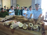 Bắt giữ 9,1 tấn hàng nghi ngà voi ở cảng Tiên Sa