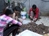 Hà Nội: Bắt quả tang cơ sở kinh doanh thủy sản bơm tạp chất vào tôm