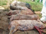 Bùng phát ổ dịch tả lợn Châu Phi thứ 3 tại tỉnh Thừa Thiên Huế