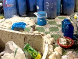 TP Hồ Chí Minh: Phát hiện gần 2 tấn ngó sen, chuối bào ngâm hoá chất