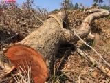 Rừng “chảy máu' ở Đắk Lắk- Kỳ 1: Những cánh rừng bị lâm tặc “hạ sát'
