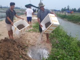 Hà Tĩnh: Ốc hương chết la liệt, ngư dân mất trắng hàng tỷ đồng