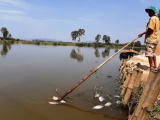 Quảng Nam: Cá chết trắng sông do nước nhiễm mặn