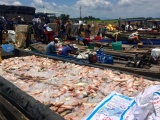 Nông dân lại khóc ròng vì cá bè chết trắng trên sông La Ngà