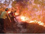 Hỏa hoạn thiêu rụi hơn 15ha rừng phòng hộ ven biển Quảng Bình