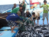 Thành lập Ban Chỉ đạo quốc gia về chống khai thác hải sản bất hợp pháp