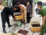 Lạng Sơn: Bắt giữ gần 50 kg tôm hùm đất nhập lậu từ Trung Quốc