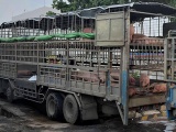 Phát hiện xe tải chở lợn nhiễm dịch tả châu Phi đi bán