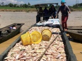Phó Thủ tướng yêu cầu xác định nguyên nhân cá sông La Ngà chết