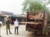 Bắt giữ xe tải chở lợn từ vùng dịch Hà Nam đưa vào Thanh Hóa tiêu thụ