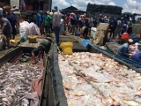 1.000 tấn cá chết trên sông La Ngà: Đào sâu 3m tìm đường ống xả thải ra sông