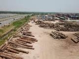 Hải Phòng: Doanh nghiệp chiếm dụng đường nội bộ trong KCN làm bãi tập kết gỗ