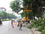 Hà Nội cắt tỉa gần 40.000 cây xanh trước mùa mưa bão