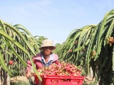 Bình Thuận: Giá Thanh Long tăng cao nhất trong 5 năm, nông dân phấn khởi