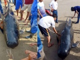Xác cá voi nặng gần một tấn dạt vào bờ biển Hà Tĩnh