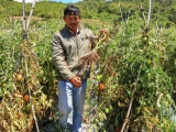 Lâm Đồng: Trắng tay vì vườn cà chua chết đứng vì nghi bị đầu độc