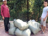 Quảng Ninh: Tổ chức tiêu hủy 80 nghìn con cá trê giống nhập lậu