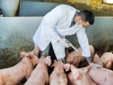 Lâm Đồng: Phát hiện dịch tả lợn Châu Phi đầu tiên