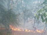 Cháy hàng chục ha rừng phòng hộ ven biển Phú Yên