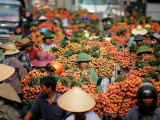 Phá kỷ lục 60 năm, Bắc Giang thu hơn 6.000 tỷ đồng từ quả vải