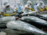  Việt Nam chiếm lĩnh thị trường cá ngừ đông lạnh Hà Lan