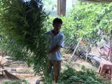 Lâm Đồng: Phát hiện hàng trăm cây cần sa trong rẫy cà phê