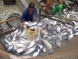 Gần 100% diện tích nuôi cá tra ở Đồng Tháp được cấp mã số nhận diện