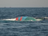 Tàu câu mực Quảng Nam bị chìm, 42 ngư dân thoát nạn