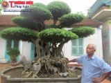 Mục sở thị những “siêu cây” tiền tỷ của một nghệ nhân Hà thành 