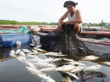 Hà Tĩnh: Gần 85 tấn cá nuôi lồng bè chết trắng chưa rõ nguyên nhân