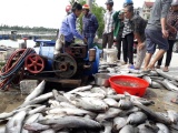 Hà Tĩnh: Cá nuôi lồng bè chết hàng loạt do thiếu ôxy