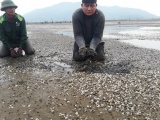 Hà Tĩnh: Người dân điêu đứng vì 80 ha ngao nuôi chết trắng vùng cửa biển