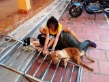 Thanh Hóa: Tạm giữ 17 nghi phạm trong ổ nhóm trộm hàng trăm tấn chó
